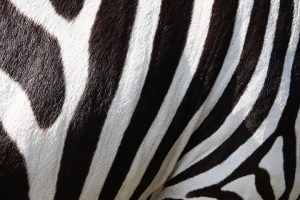 Zebra - links Coachen