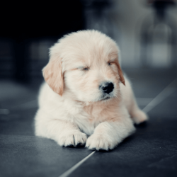 Slapende hond - The mess of stress - Kwispelcoachen